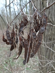 Robinia pseudoacacia