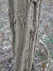 Robinia pseudoacacia