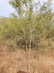 Vachellia campechiana