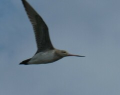 Limosa lapponica baueri