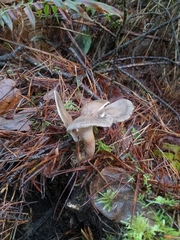 Lentinus substrictus