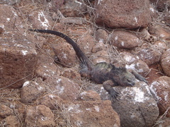 Amblyrhynchus cristatus