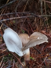 Lentinus substrictus