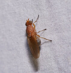 Meiosimyza appula