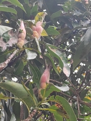 Machilus thunbergii