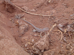 Microlophus indefatigabilis