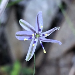 Caesia parviflora vittata