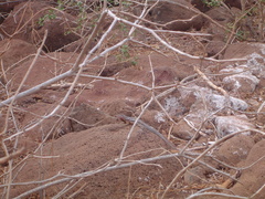 Microlophus indefatigabilis