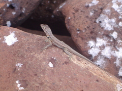 Microlophus indefatigabilis