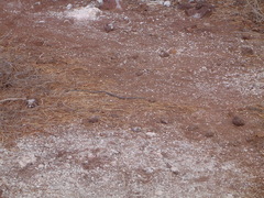 Pseudalsophis dorsalis