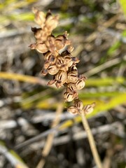 Lomandra densiflora