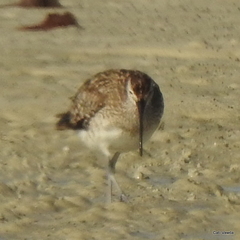 Numenius phaeopus phaeopus