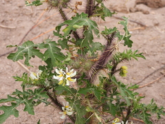 Solanum grayi