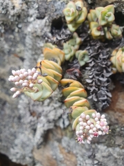 Crassula rupestris