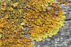 Xanthoria calcicola