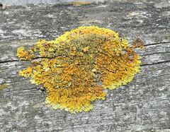 Xanthoria calcicola