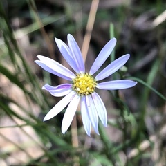 Vittadinia triloba