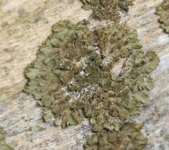 Melanelixia glabratula