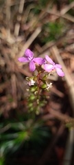 Stylidium lineare