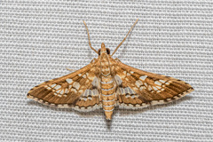 Sameodes cancellalis