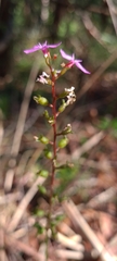 Stylidium lineare