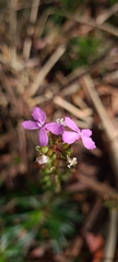 Stylidium lineare