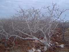 Bursera graveolens