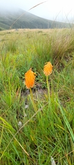 Kniphofia triangularis