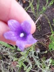 Wahlenbergia undulata