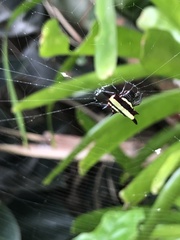 Gasteracantha fornicata