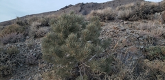 Pinus monophylla