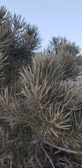 Pinus monophylla