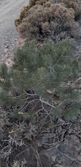 Pinus monophylla
