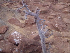 Bursera graveolens