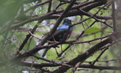 Cinnyris bifasciatus