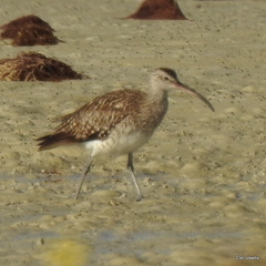 Numenius phaeopus phaeopus