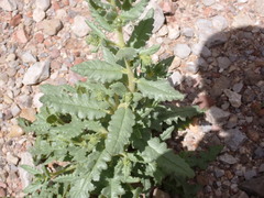 Phacelia