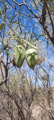 Leichhardtia australis