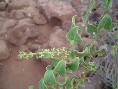 Cryptocarpus pyriformis