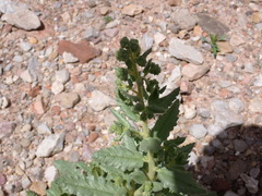 Phacelia
