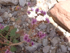 Phacelia