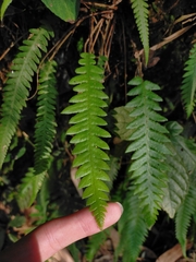 Phegopteris decursive-pinnata