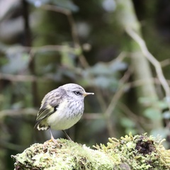 Acanthisitta chloris