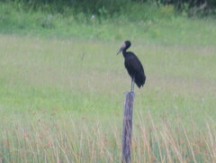 Anastomus lamelligerus