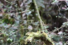 Acanthisitta chloris