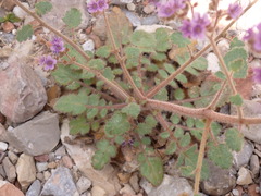 Phacelia
