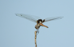 Tramea loewii