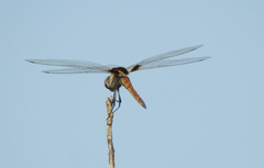 Tramea loewii