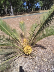 Macrozamia