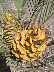 Macrozamia